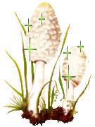 morel